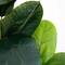 6ft. Rubber Tree in Decorative Planter with Real Touch Leaves